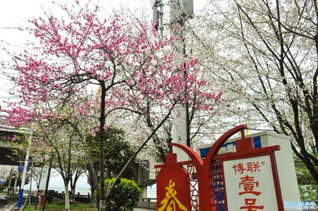 阳春三月，看慈利沿河路边的多彩春色